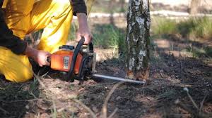 How Our Tree Care Process Works  in  Stevenson, WA